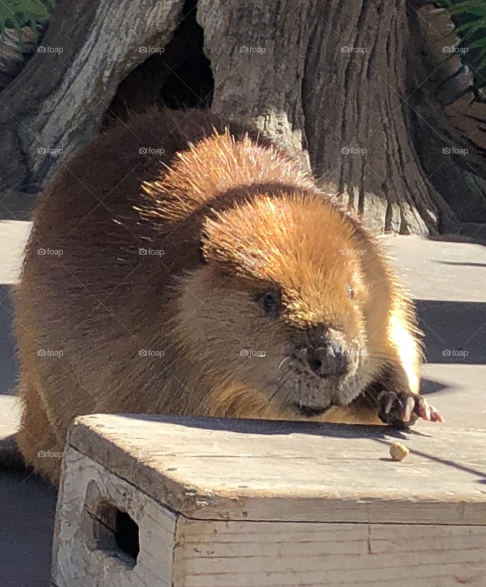 Leave it to beaver two 