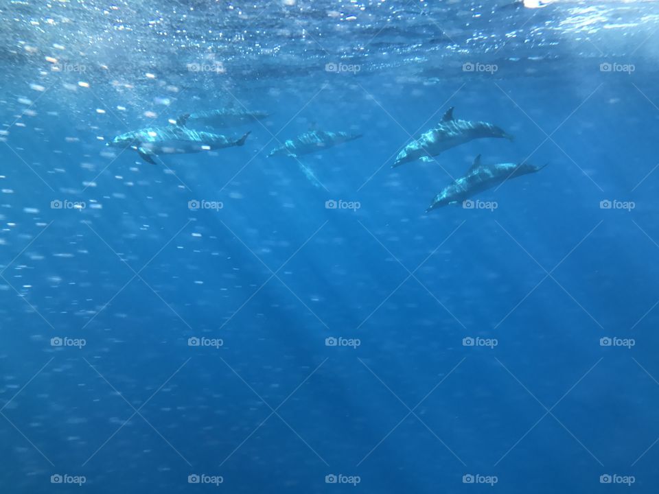 Dolphins under blue ocean water