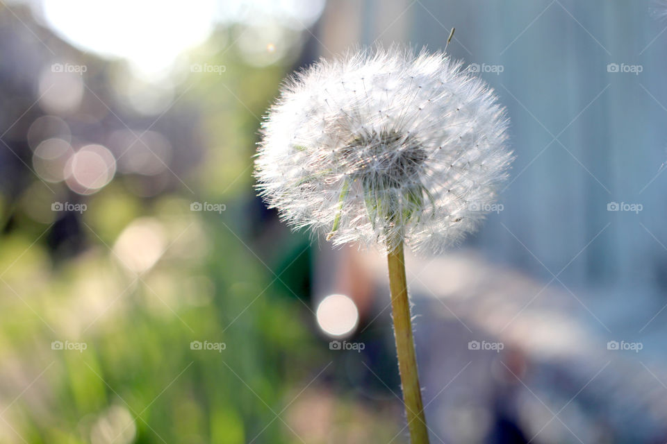 Dandelion, flower, vegetation, plants, meadow, meadow, village, sun, summer, heat, nature, landscape, still life, yellow, white, beautiful, furry,