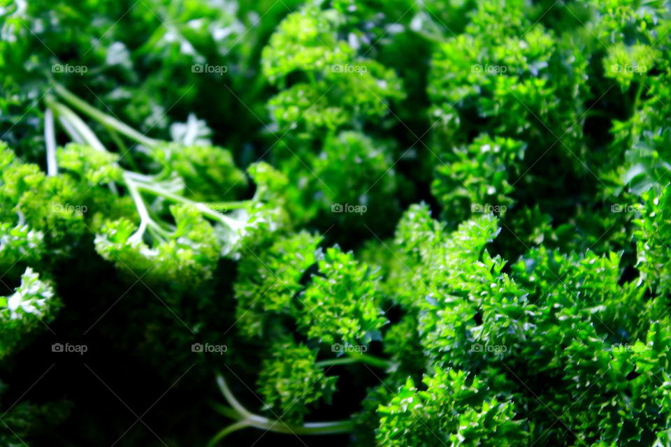 bright green curly parsley