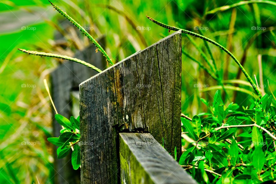 Fence line