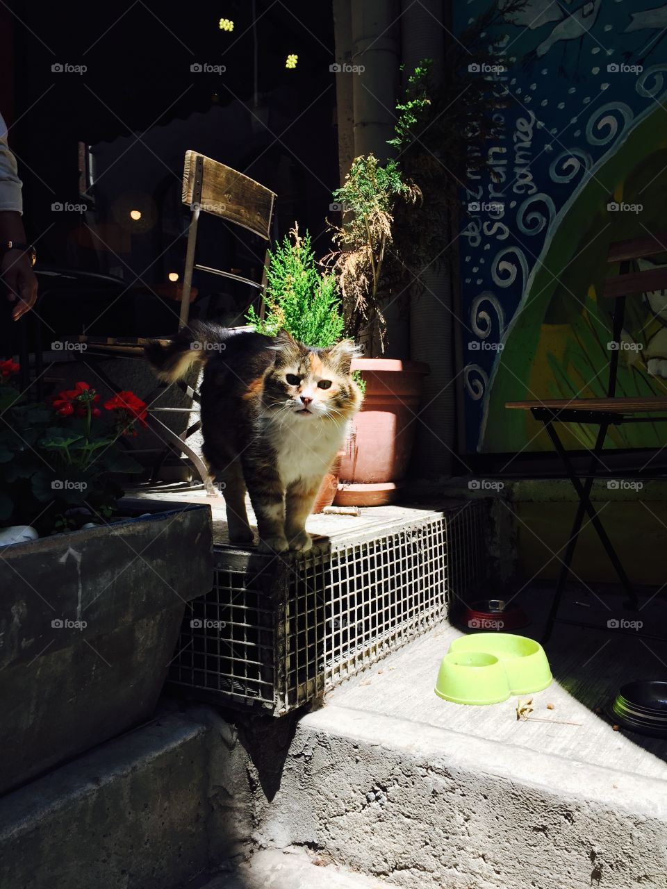 Cat at a cafe in Istanbul. Cat of Istanbul
