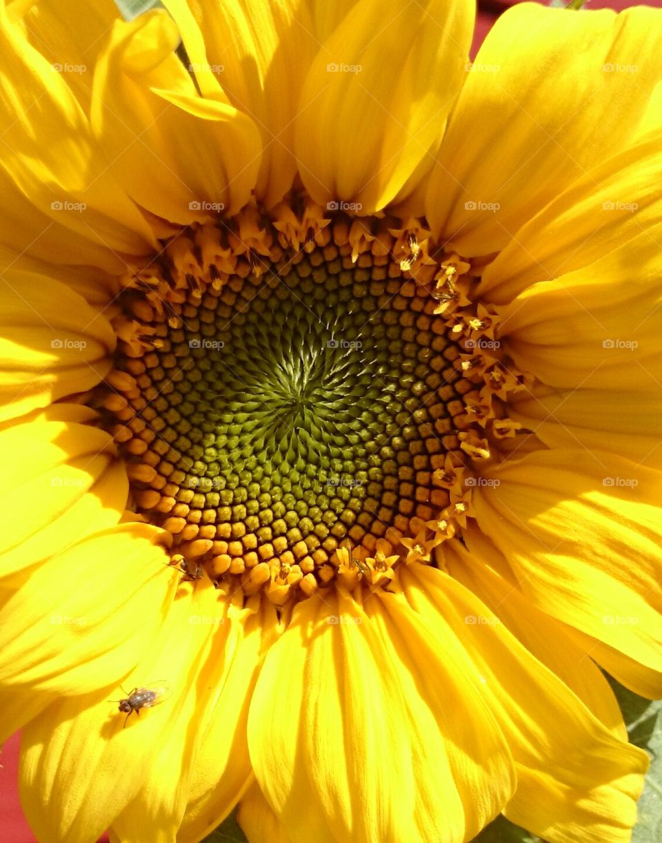 yellow sunflower. sunflower 