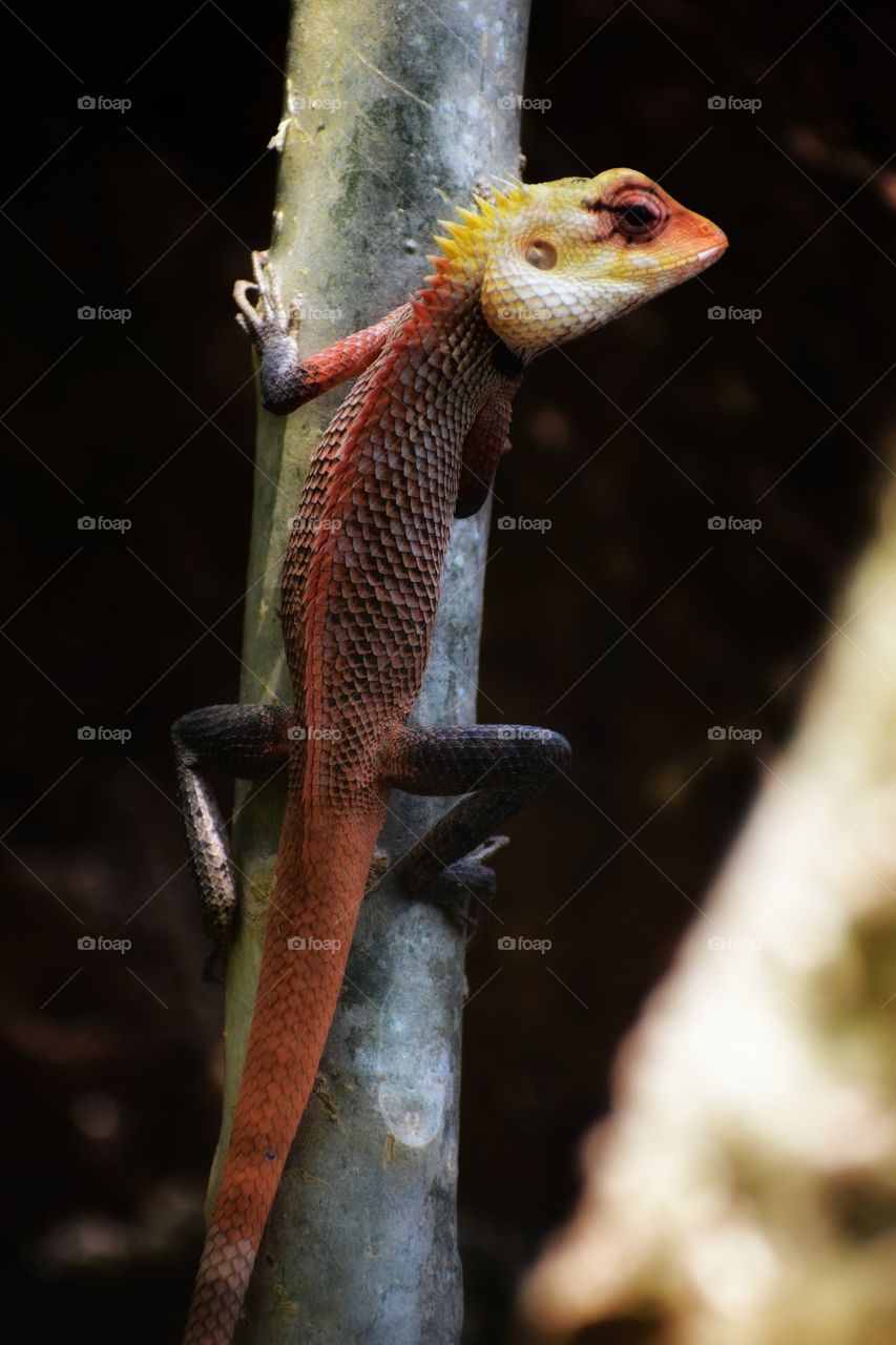 Chameleon searching for it's prey sharply