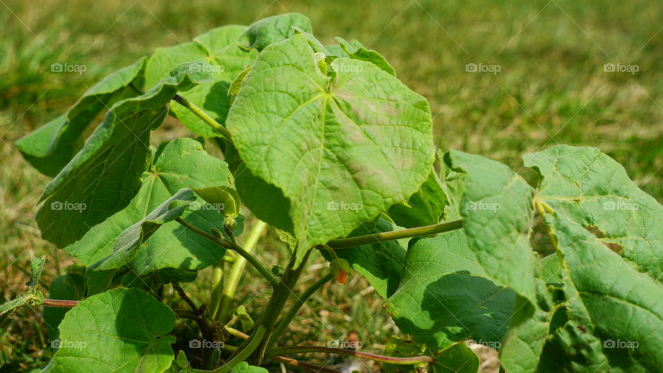 Leaf, Flora, Nature, Growth, Agriculture