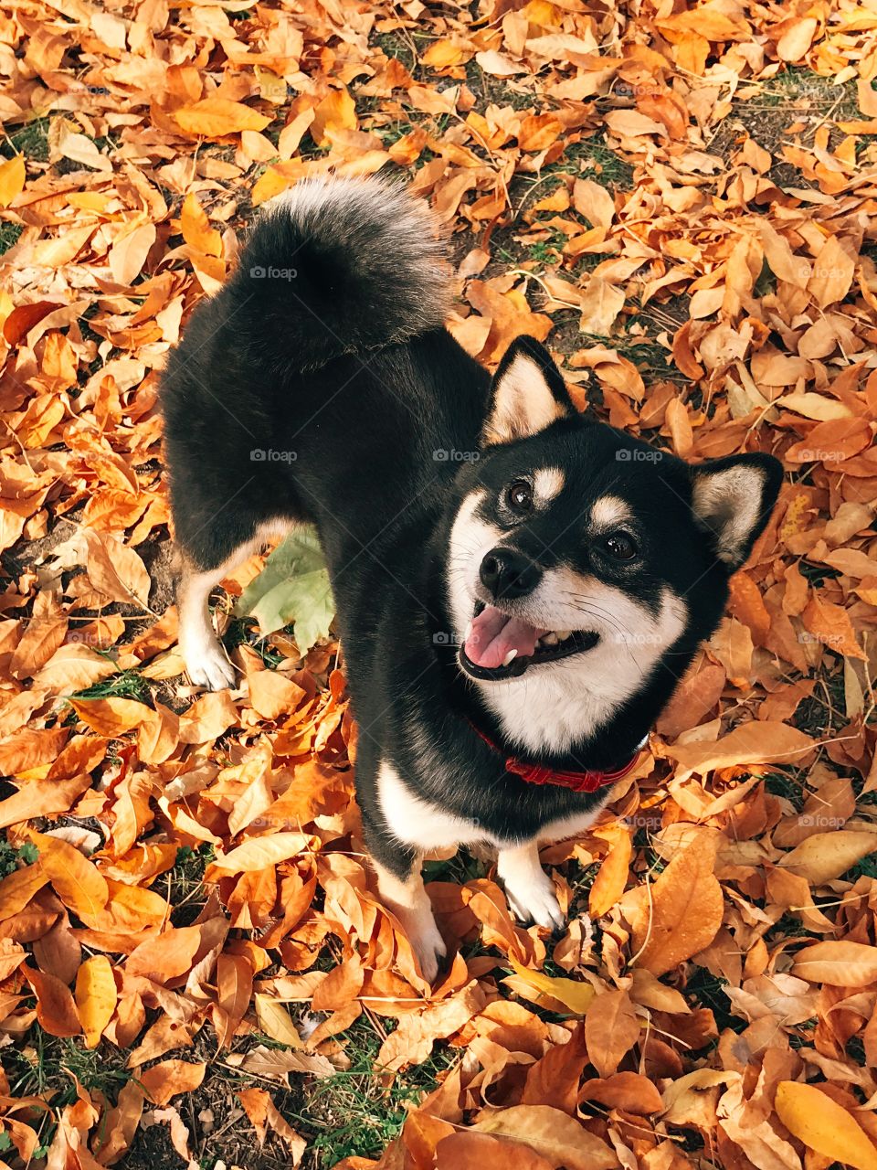 Cute dog outdoor. Shiba inu