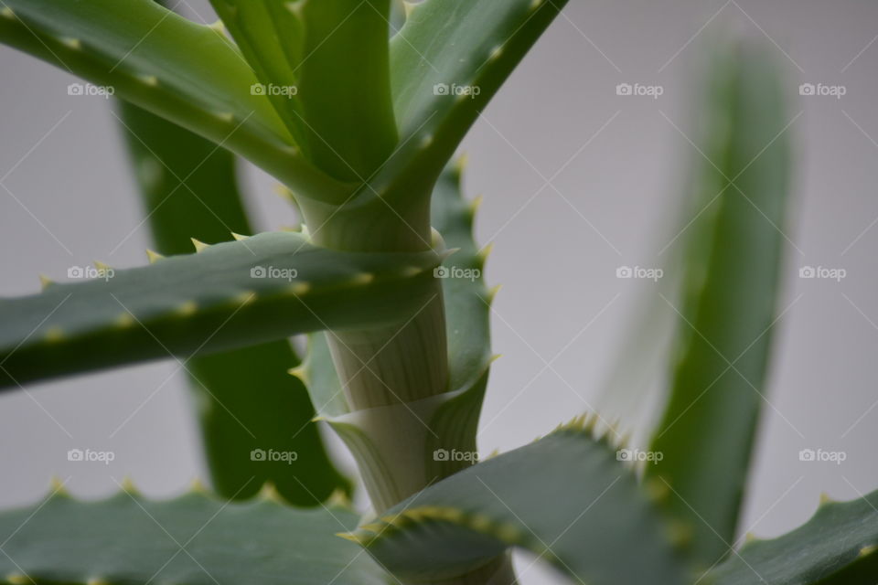 aloe