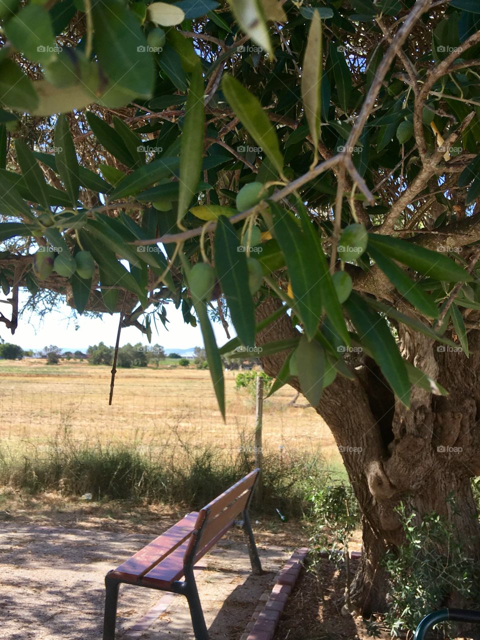 Sitting under the olive tree 