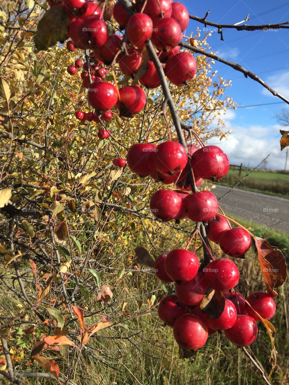 The crabapple Absolutely stunning colours but a better little fellow yet when you add it to a few ingredients it makes an amazing jelly