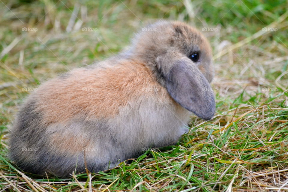 Cute rabbit 