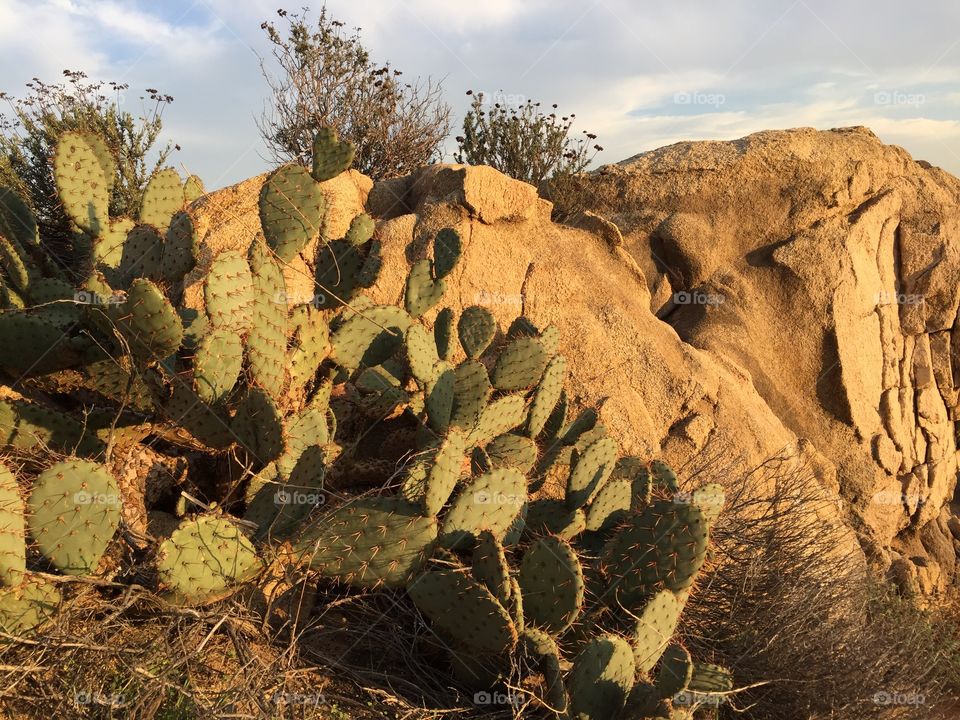 Cacti and rocks at sunset