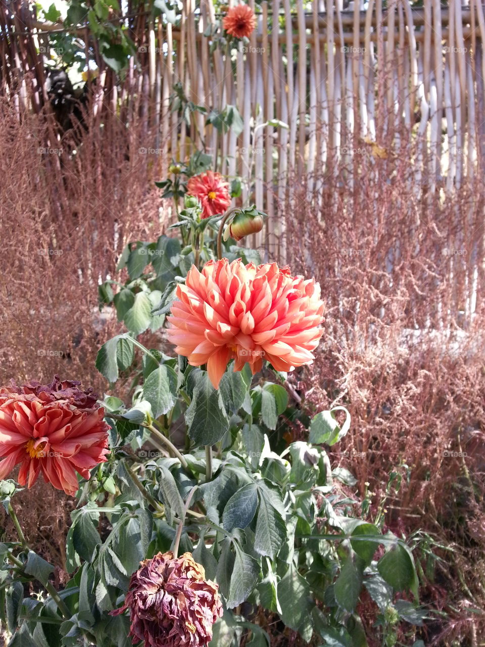 Orange Blooms