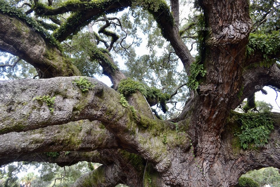 Huge oak tree branches twisted around each other