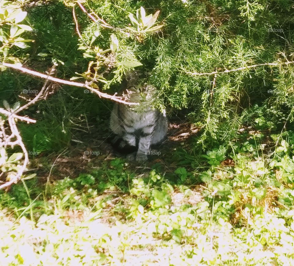 cat hiding in the woods