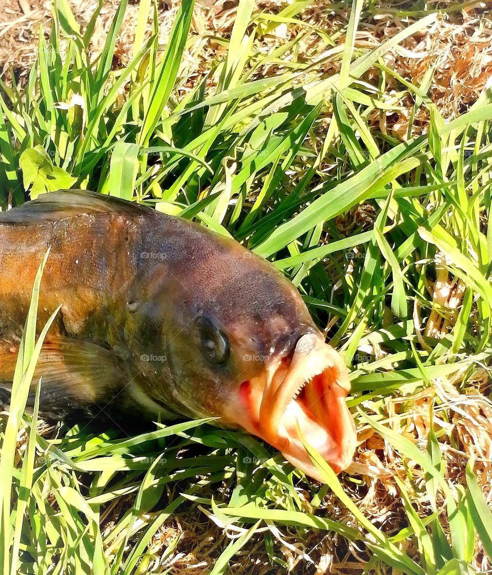 - I don't understand why I'm here at all!.. 😵‍💫
- .....! (Some cultural references remain untranslatable)