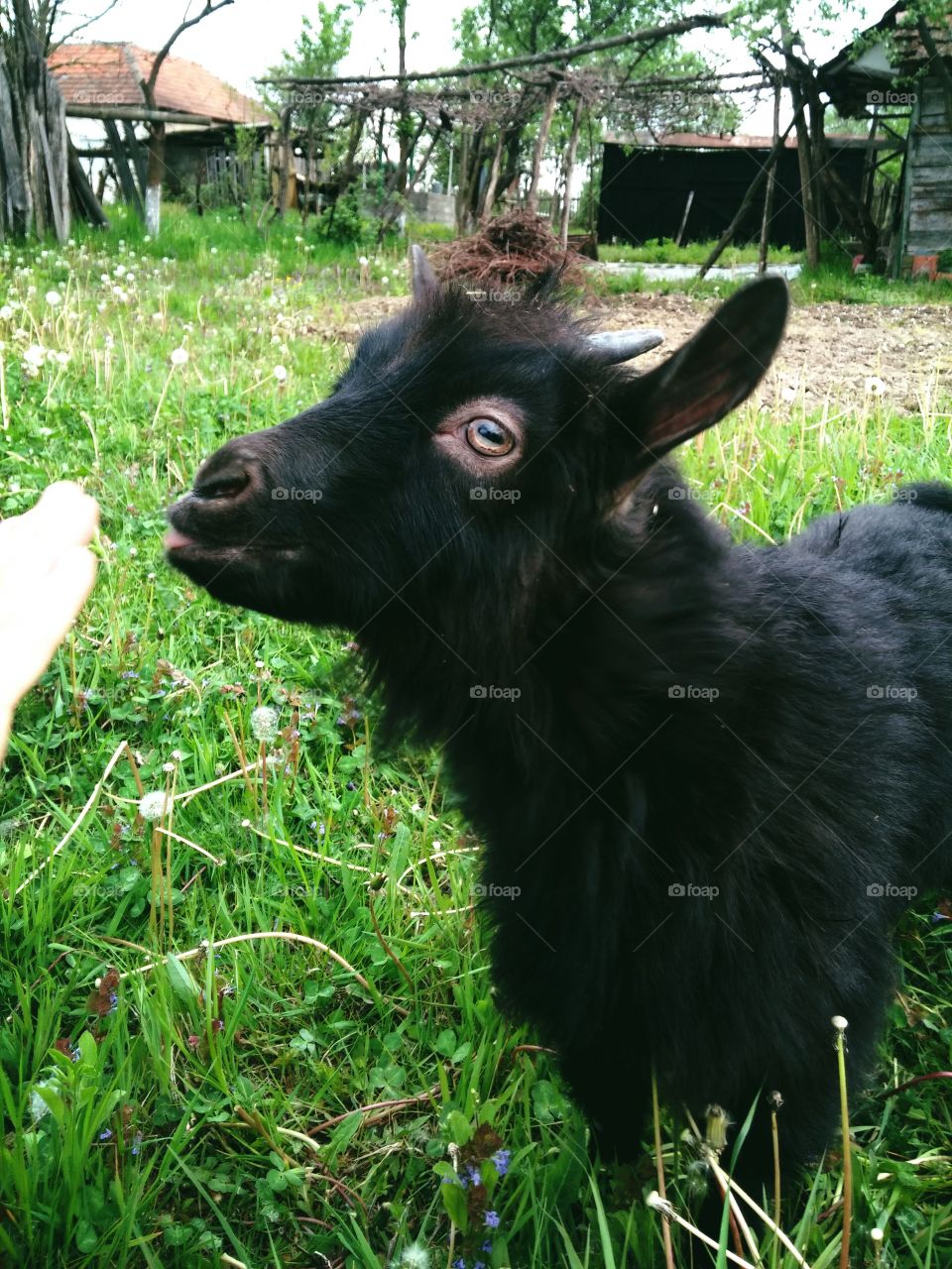 friendly goat