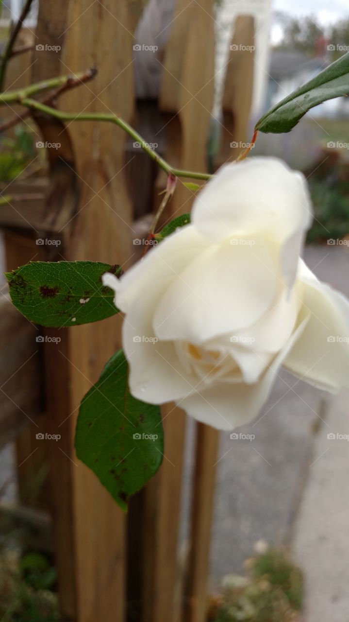 white roses still blooming