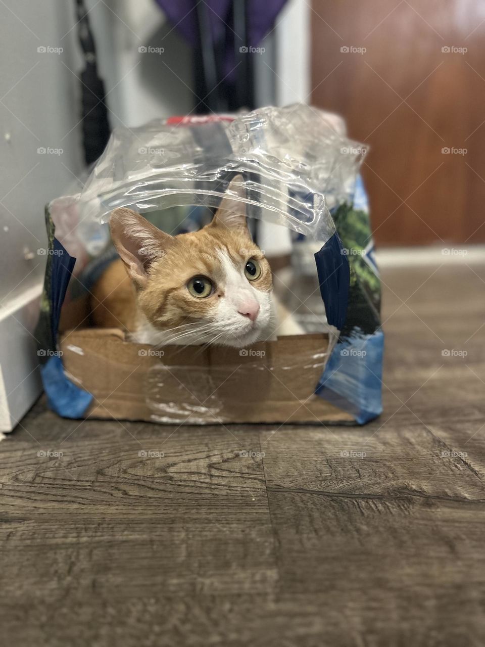 Cat in a box