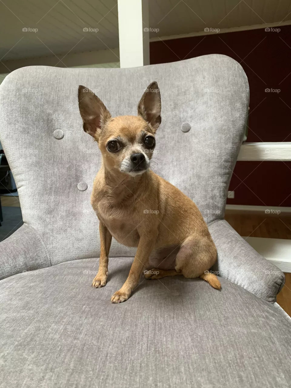 Chihuahua king