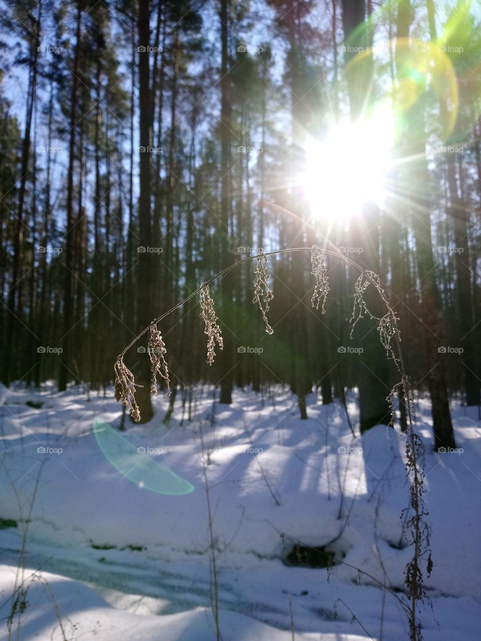 A bent blade of grass in the spring forest. The March sun.