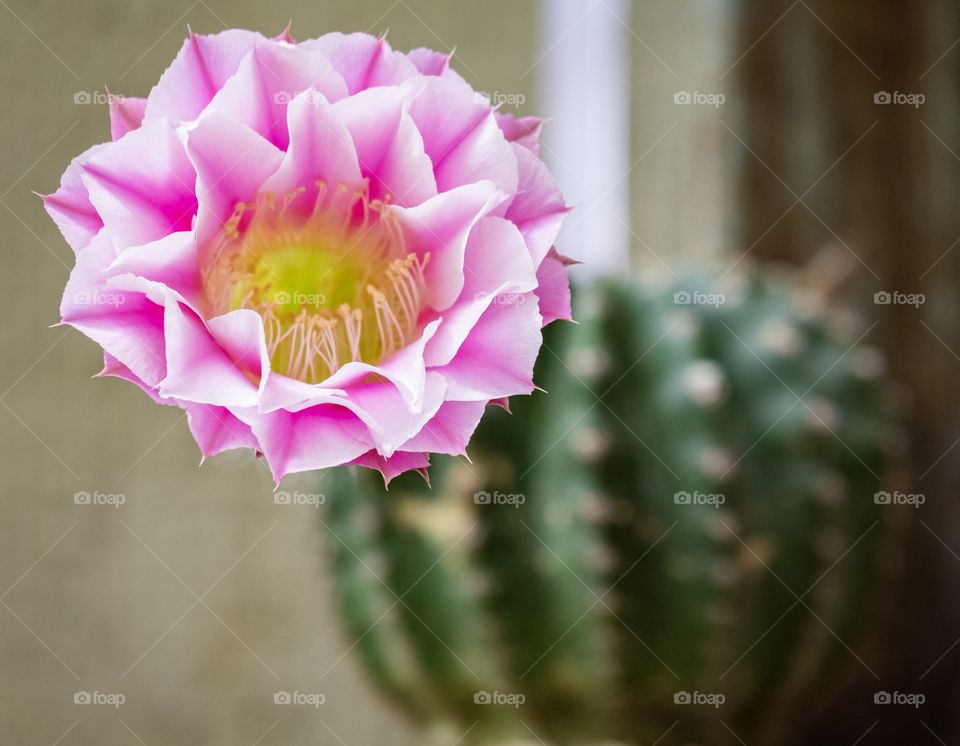 Beautiful cactus flower