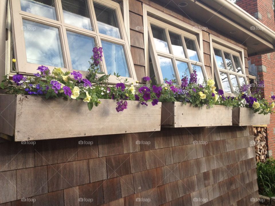 Window Flowers