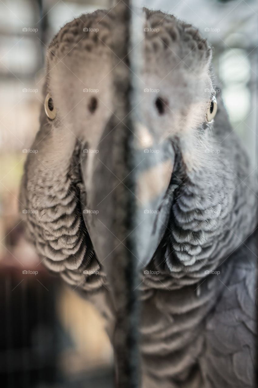 African grey