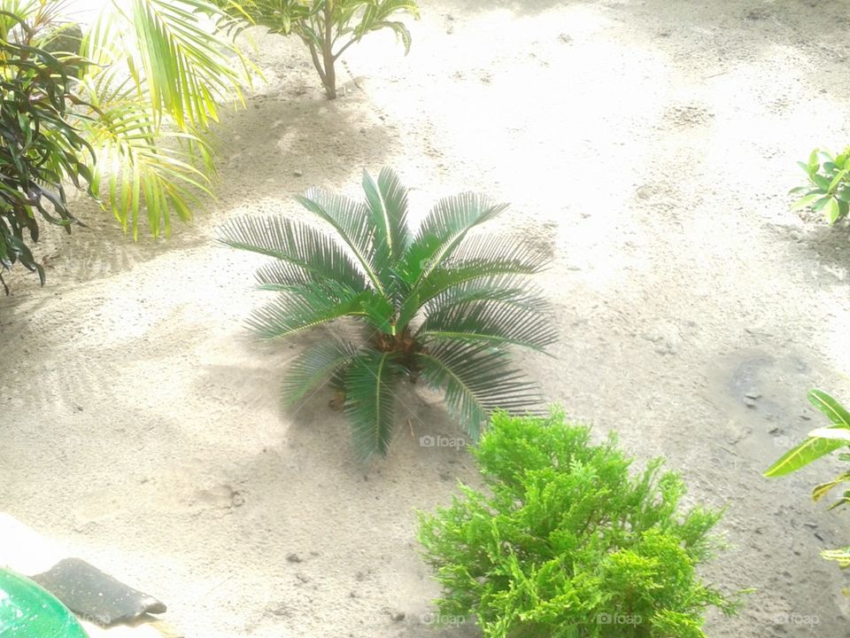 Palm tree