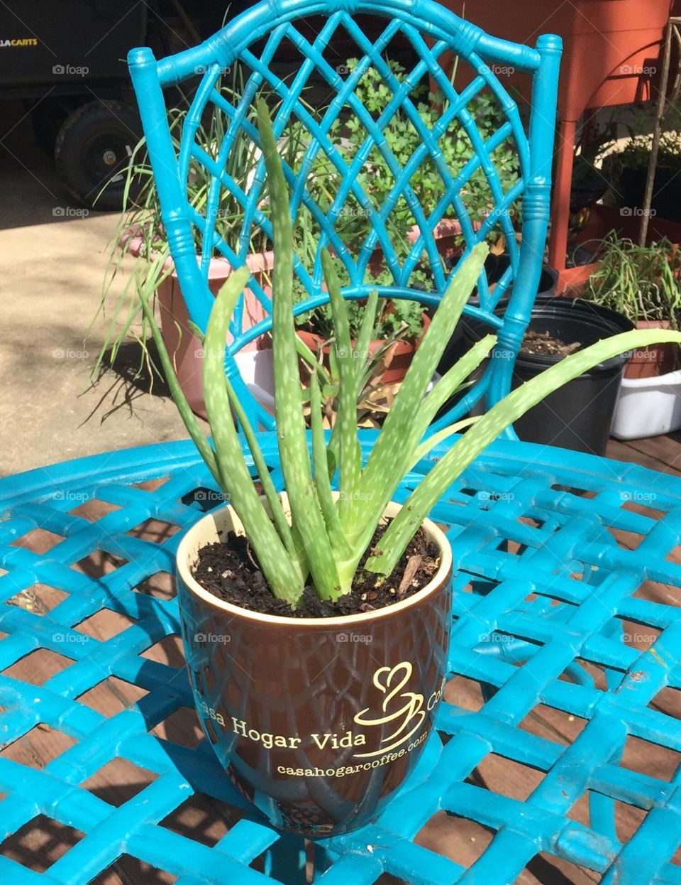 Turquoise Bistro set with Aloe Vera coffee mug planter