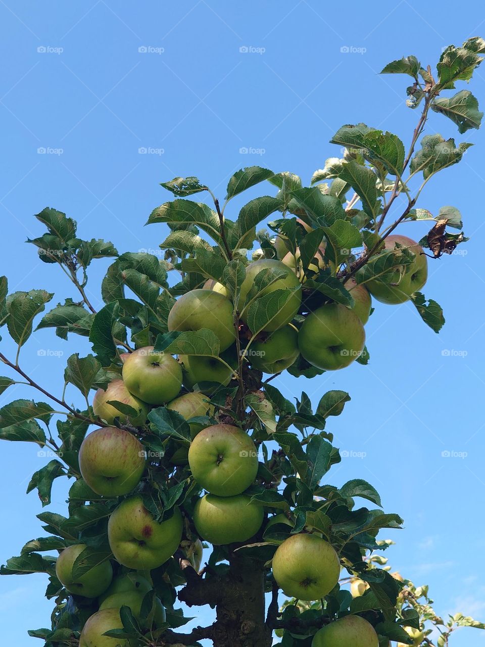 Fruit orchard Apple tree