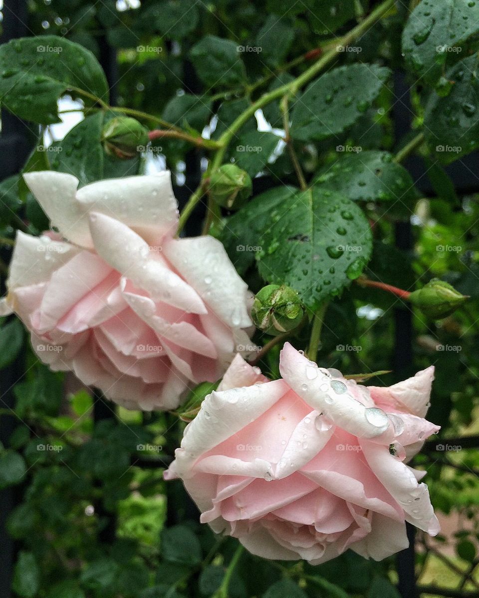 Pink roses with water drops