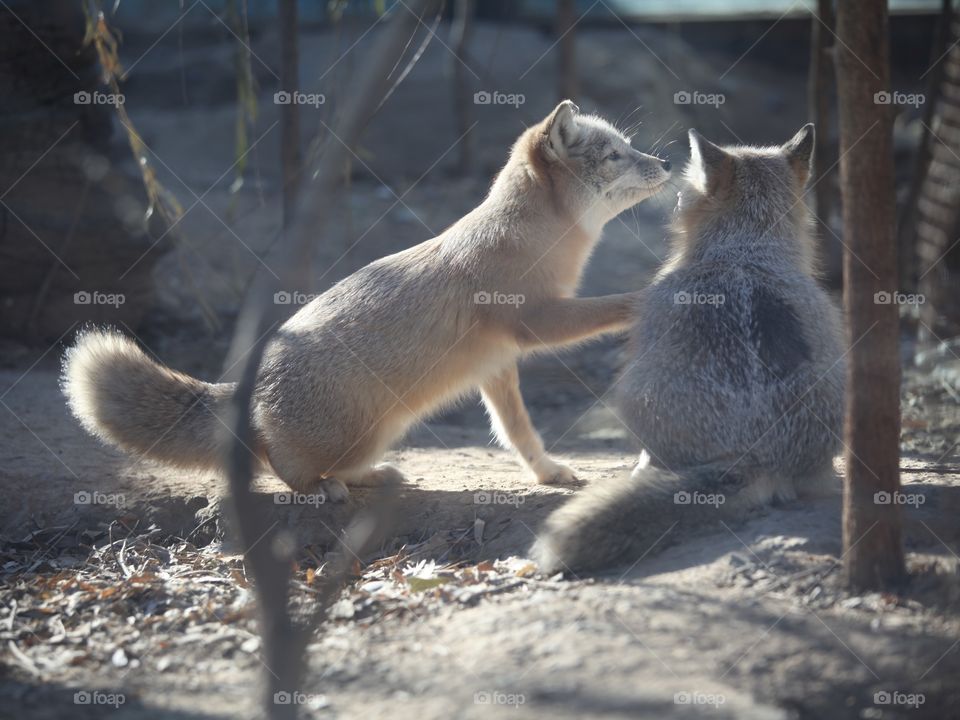 Two fox in love