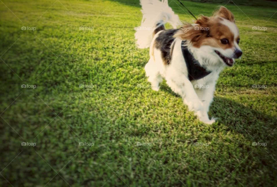 A Papillion dog running on a leash in green grass in spring