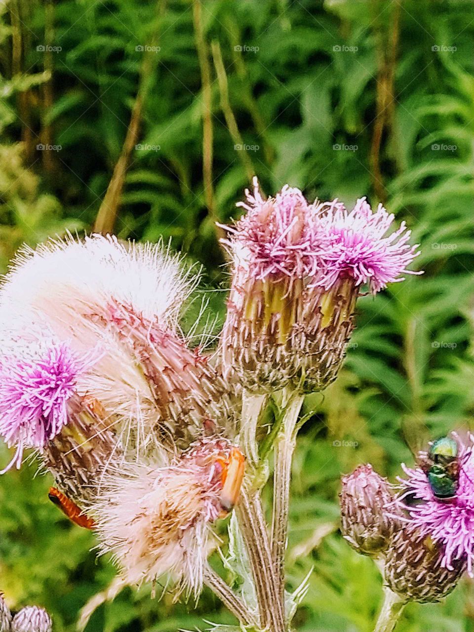 Creeping Thistle & Friends.
