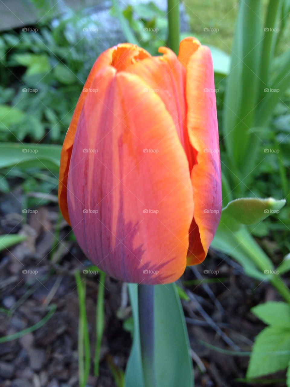 flower orange tulip lilac by sandborgskan