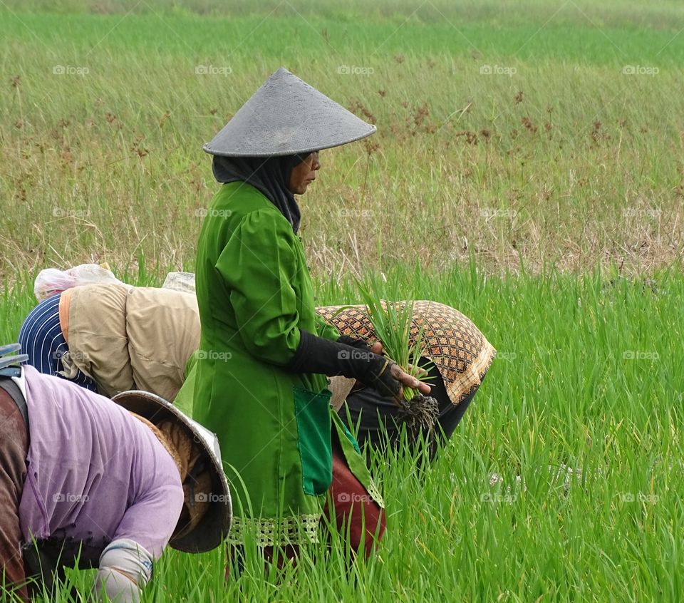 Female farmers are cleaning grass pests from rice plants in the fields