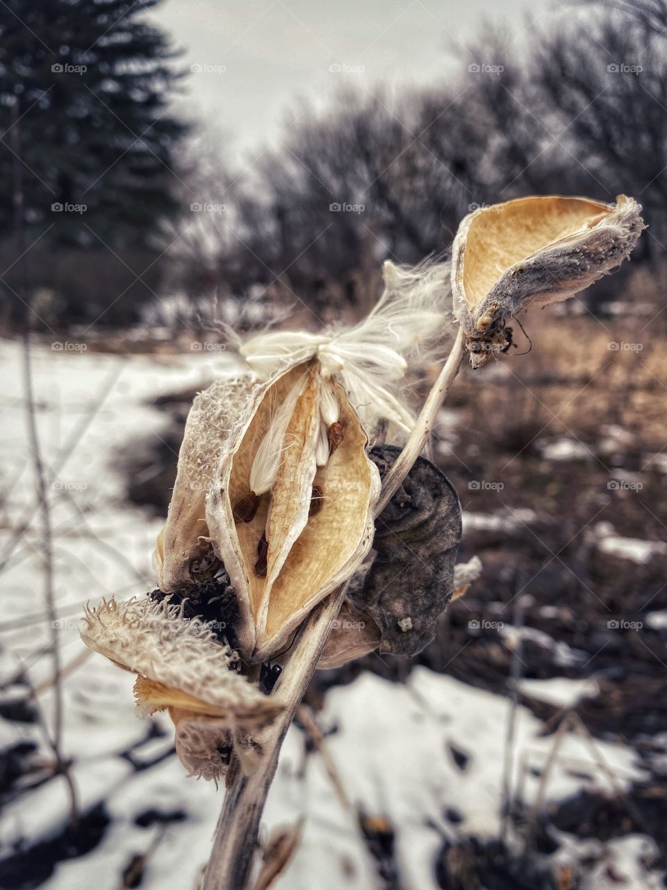 Leftover fall foliage seen in springtime 