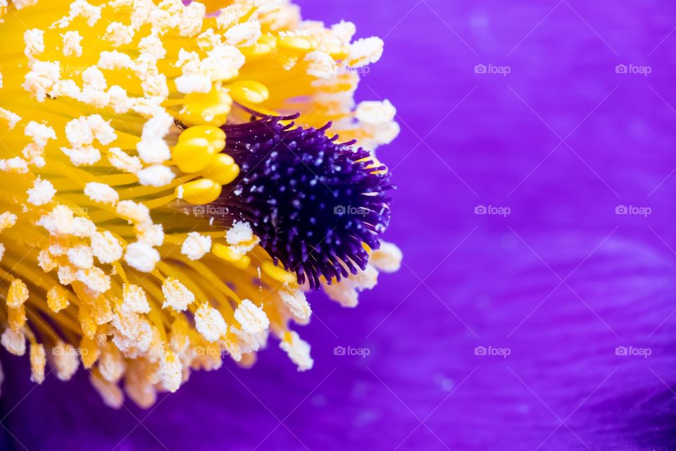 Purple yellow bloom