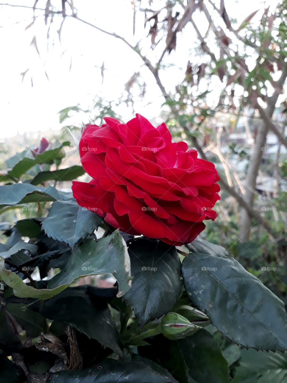 Wild rose in full bloom