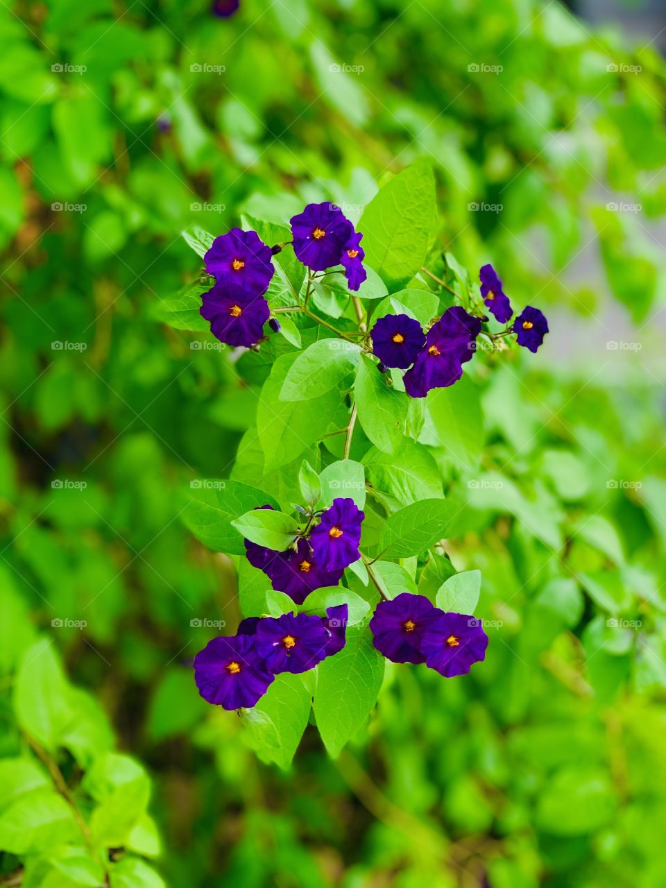 Lycianthes rantonnetii, the blue potato bush from the nightshade plants family. With bright beautifully colored violet small round flowers.