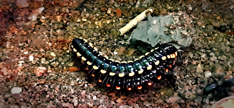 Millipede