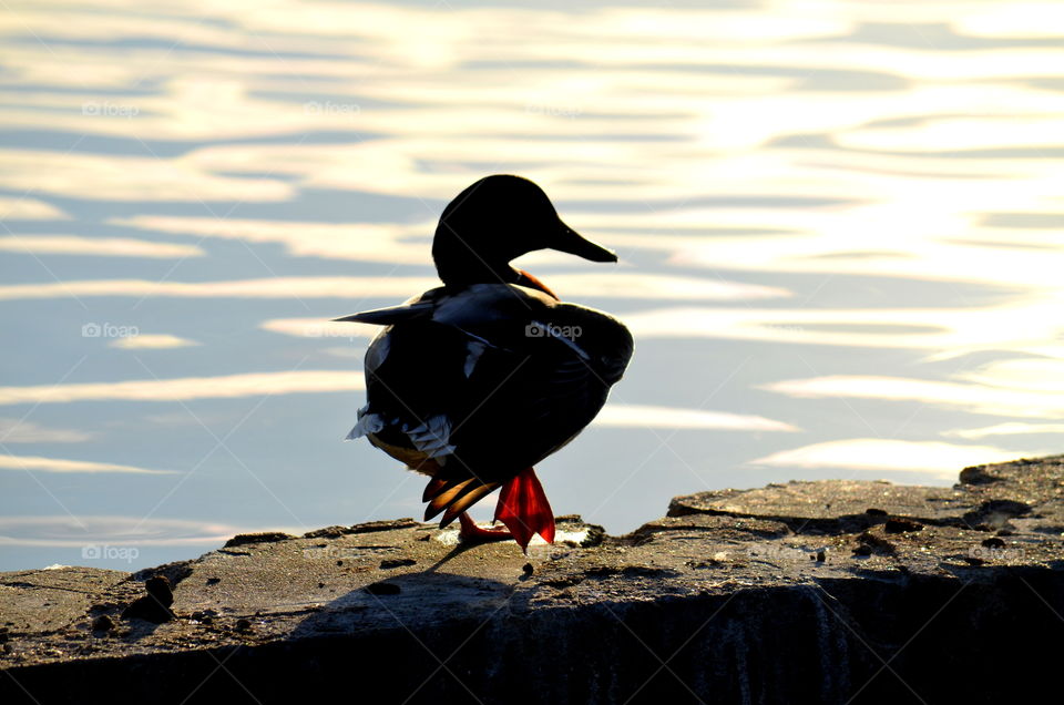 Duck silhouette