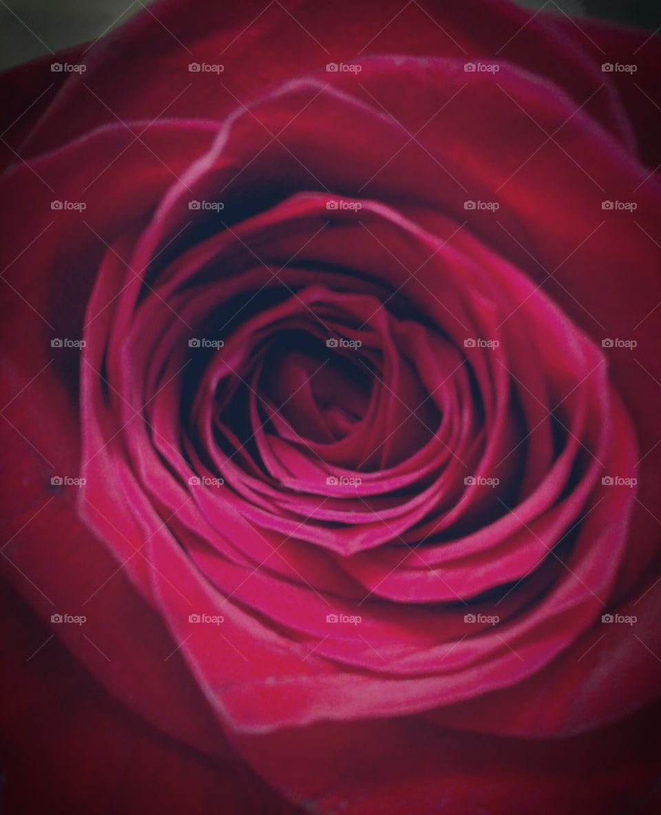 Rose, Romance, Love, Petal, Affection