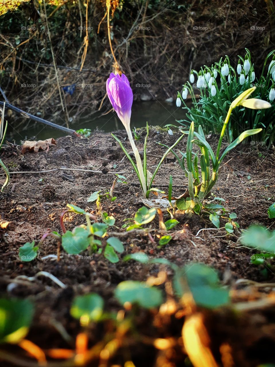 young crocus