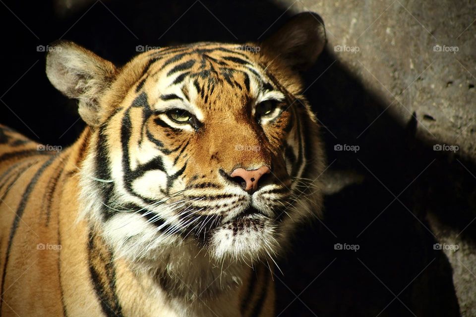 Malayan tiger endangered species 