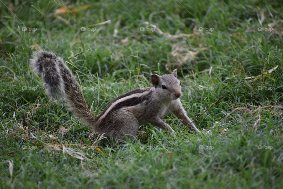 a beautiful squirrel I hope you like it