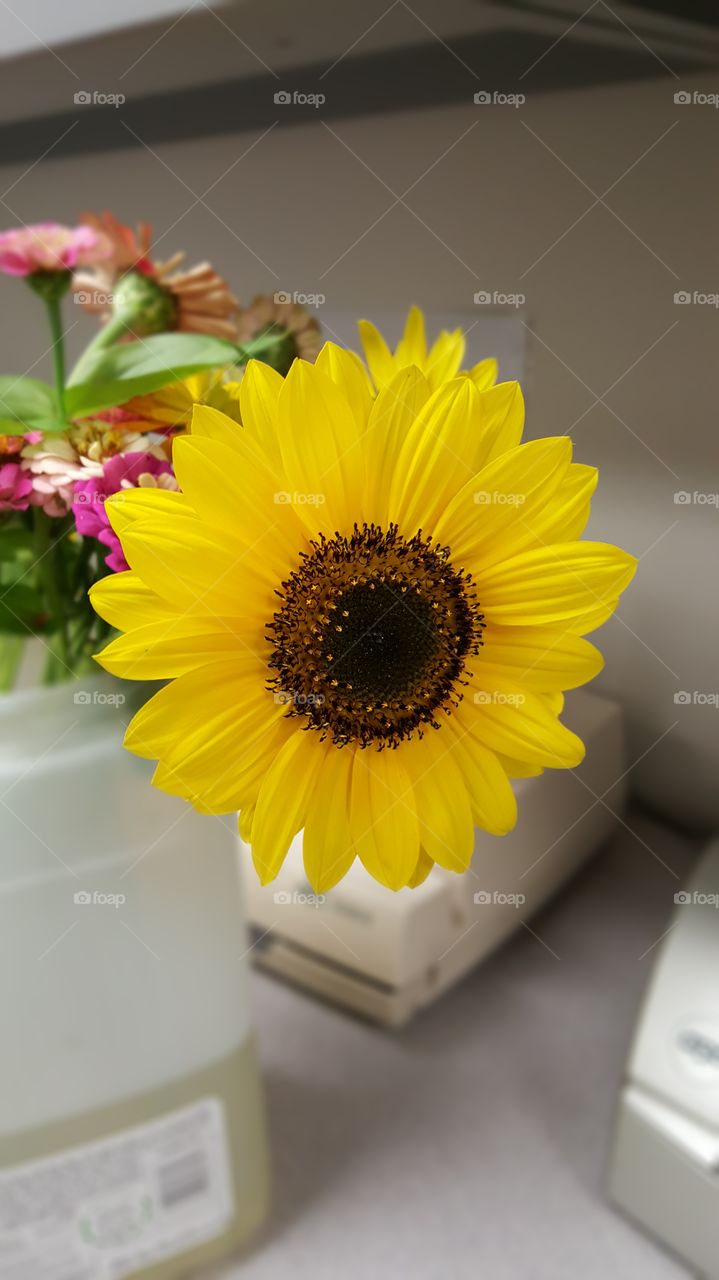 Sunflower. Starting my day with beauty