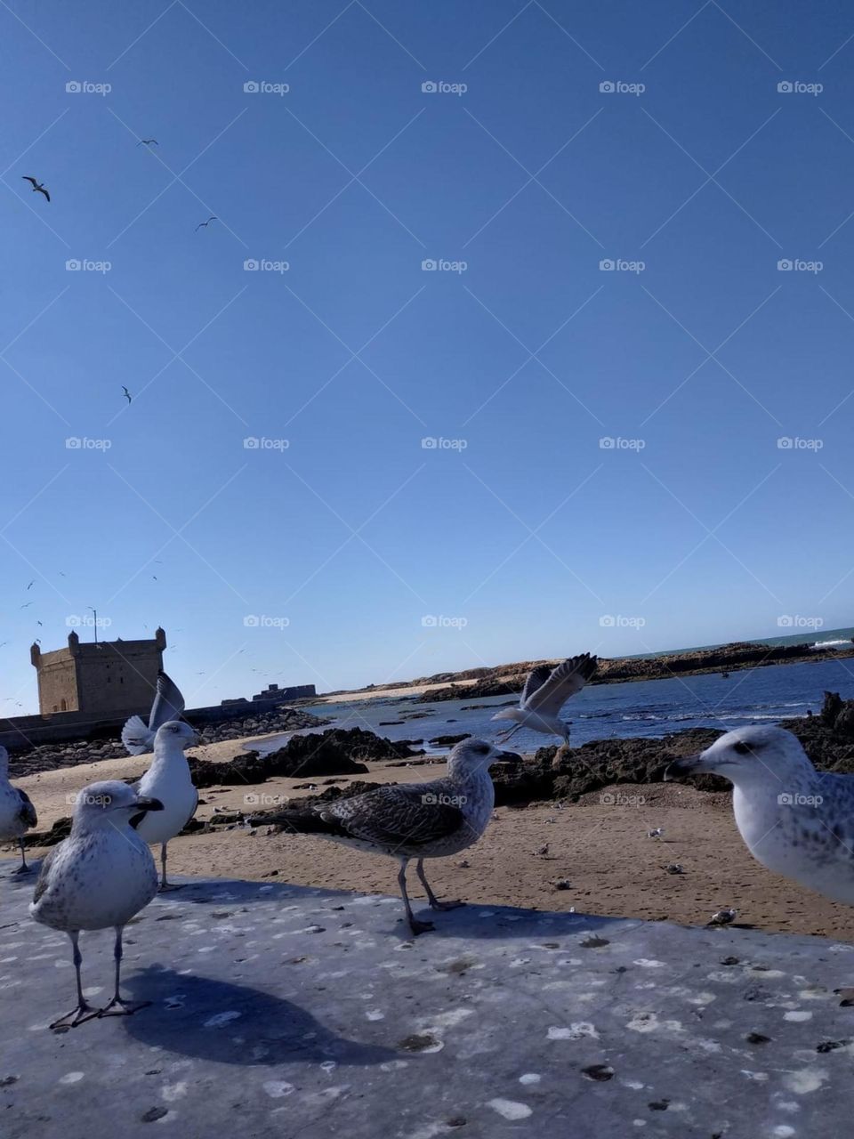 A flock of seagulls near the beach looking at my camera.