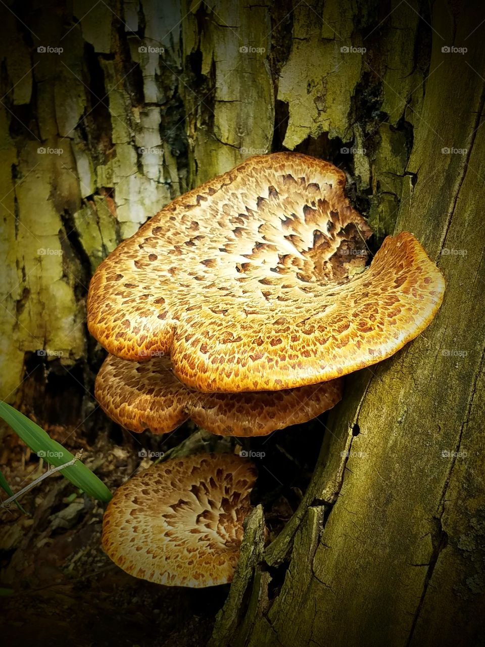 Taking a walk in the woods