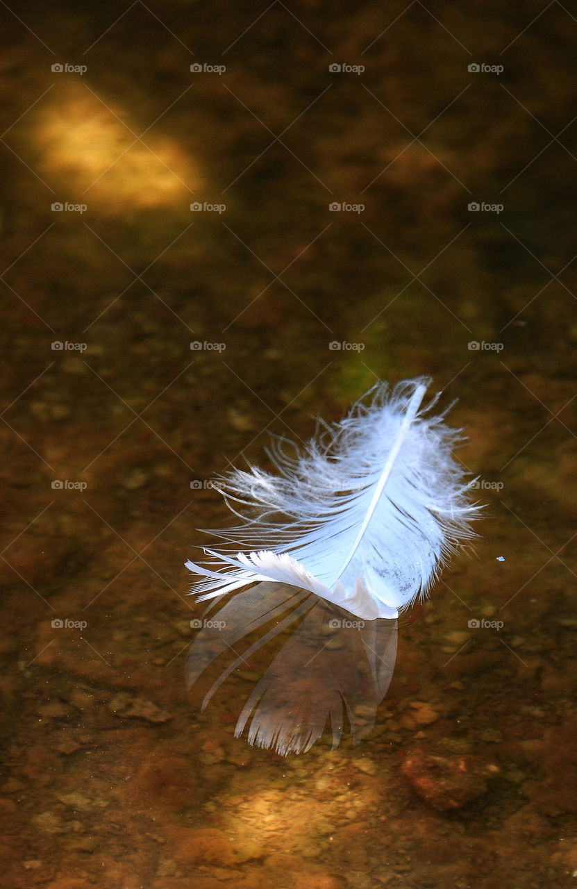 Feather floating on water